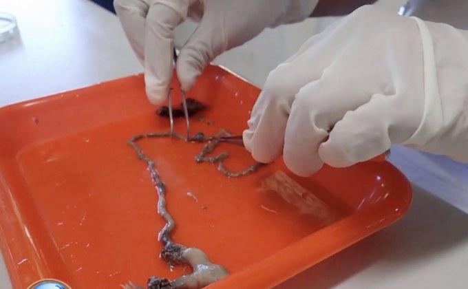 พบ“ไมโครพลาสติก”ในสัตว์ทะเลอีกหลายชนิด