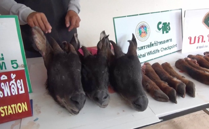 ตรวจยึดซากเลียงผาลักลอบนำเข้าไทย จ.หนองคาย