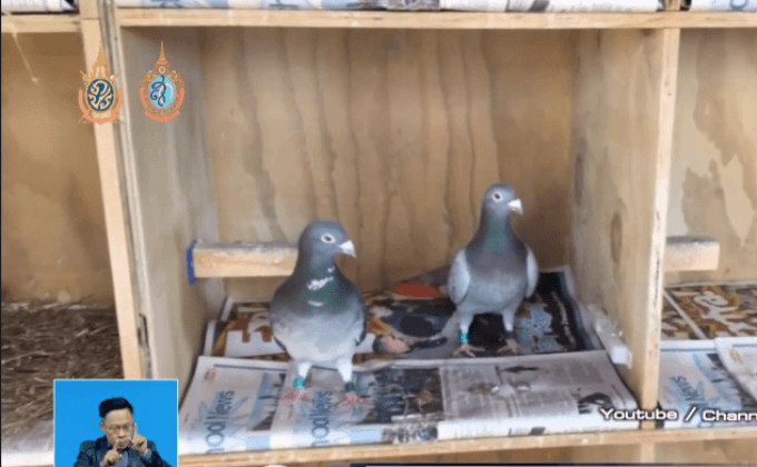 นกพิราบแยกแยะคำที่สะกดถูกได้