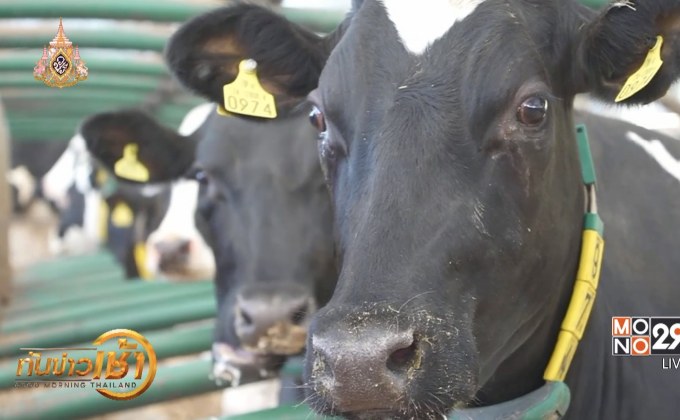 อังกฤษใช้วัวนมทดสอบเทคโนโลยี 5G