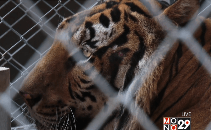 อส.เร่งย้ายเสือโคร่งออกจากวัดป่าหลวงตาบัวฯ