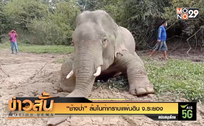 “ช้างป่า” ล้มในท่ากราบแผ่นดิน จ.ระยอง