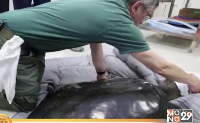 ​ตะพาบพันธุ์หายากที่สุดในโลกเสียชีวิต