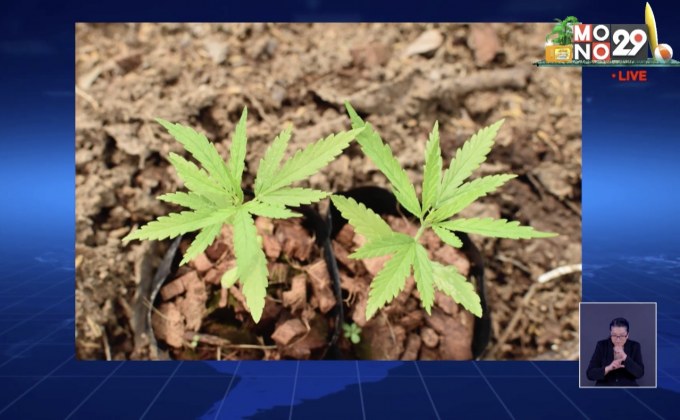 ปลูกแล้วกัญชาต้นแรกถูกกฎหมายในโรงเรือนระบบปิด