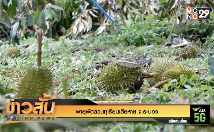 พายุพัดสวนทุเรียนเสียหาย จ.ระนอง