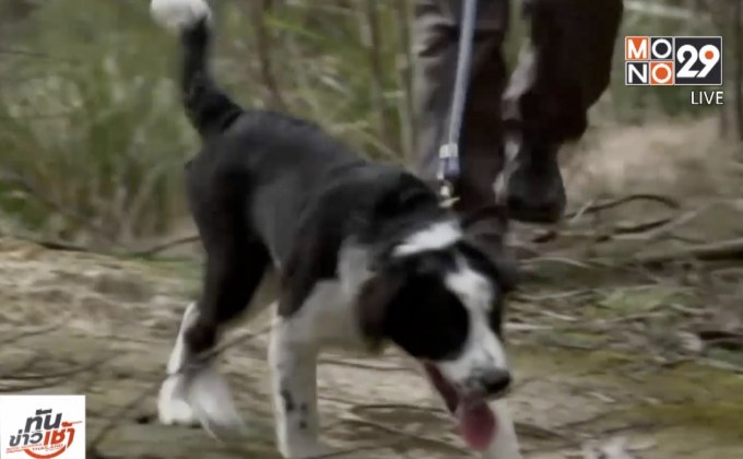 นักวิทย์ออสซี่ฝึกสุนัขแกะรอยนกแสก