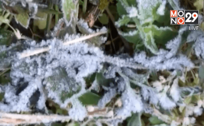 เกิดน้ำค้างแข็งยอดดอยอินทนนท์เป็นวันที่ 2