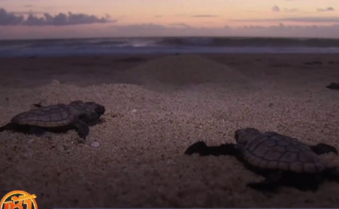 เต่าหัวค้อนเริ่มมีขนาดเล็กลง