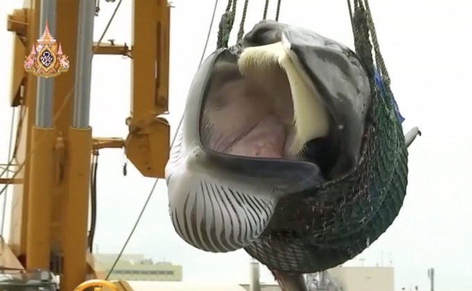 เรือล่าวาฬญี่ปุ่นกลับเข้าฝั่งแล้ว