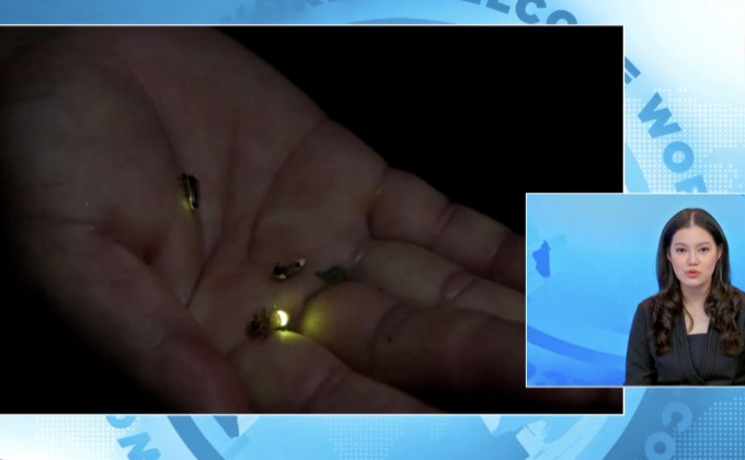 นักท่องเที่ยวแห่ชมฝูงหิ่งห้อยบ้านคลองเป็ด จ.พิษณุโลก