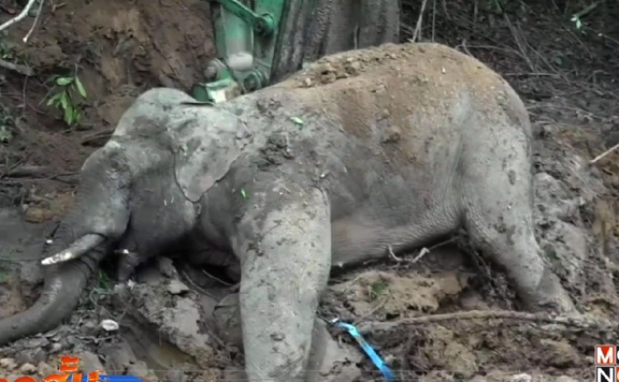 “เจ้าขอด”ช้างป่าเขาใหญ่ล้มแล้ว
