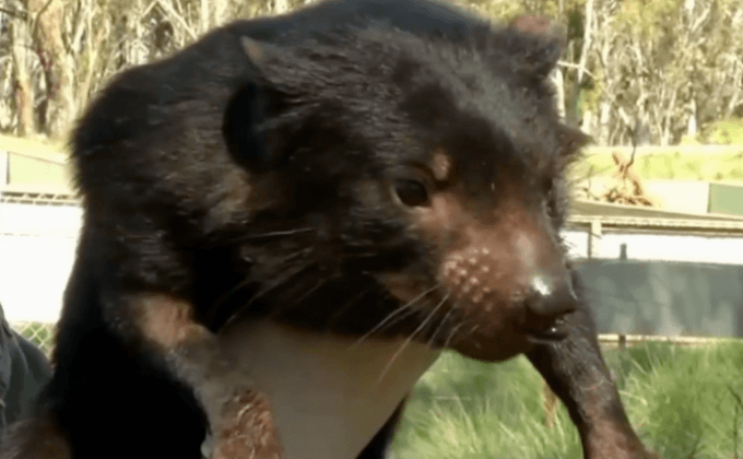 ลูกแทสเมเนียนเดวิลในออสเตรเลีย