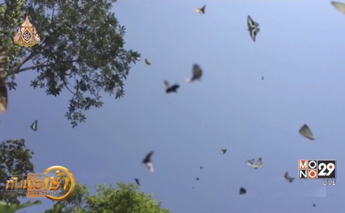 เทศกาลดูผีเสื้อแคมป์บ้านกร่าง อช.แก่งกระจาน