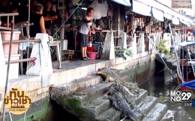 นักท่องเที่ยวแห่ดู “ตัวเหี้ย” ขอกินอาหาร