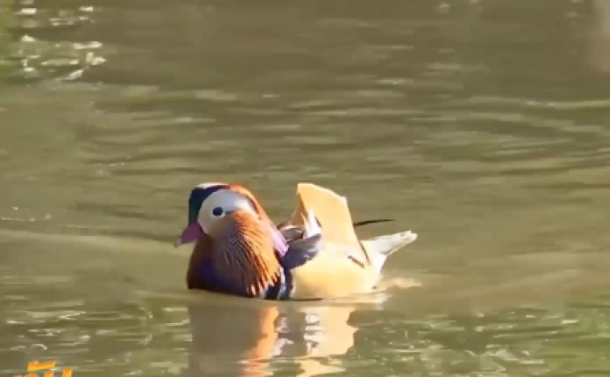 ​ชาวอเมริกันแห่ถ่ายภาพเป็ดแมนดารินที่เซ็นทรัลพาร์ก