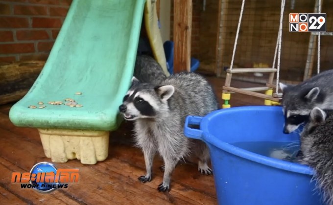 คู่สามีภรรยารัสเซียรับเลี้ยงแรคคูณถูกทิ้ง