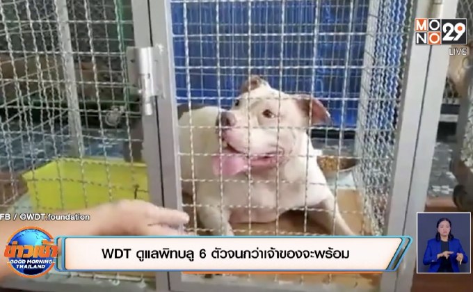 WDT ดูแลพิทบลู 6 ตัวจนกว่าเจ้าของจะพร้อม