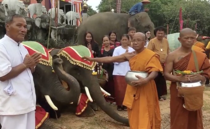 ช้างสุรินทร์แสนรู้ 19 เชือก ร่วมทำบุญตักบาตร