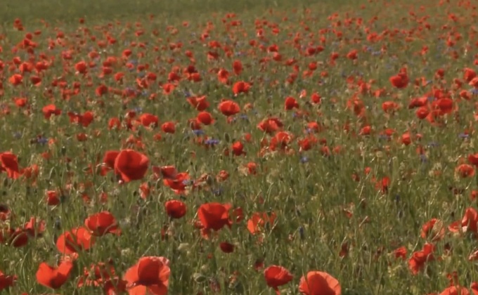 ดอกไม้ป่าลดลงหลังแผ่นดินไหวในอิตาลี