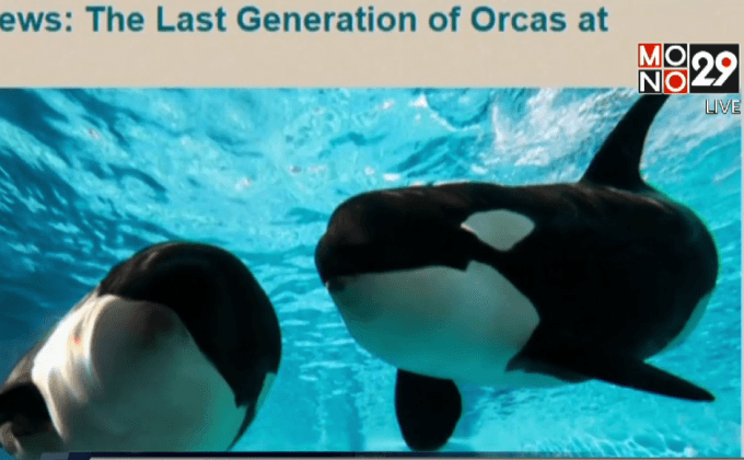 SeaWorld ในสหรัฐฯ จะเลิกเลี้ยงวาฬเพชฌฆาต