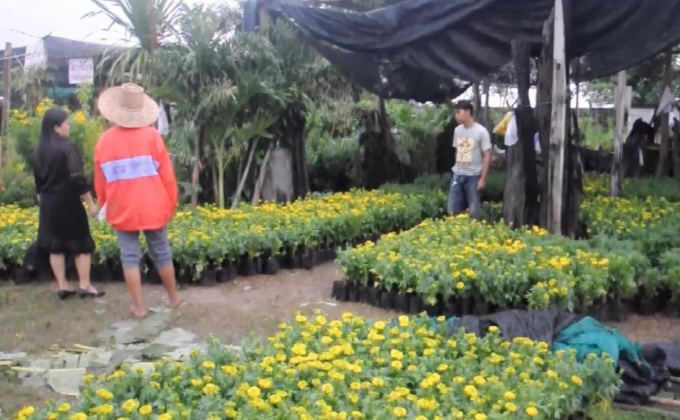 ราคาต้นดาวเรืองปรับสูงขึ้น