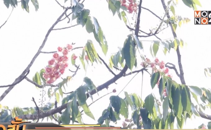 ดอกชมพูภูคา ออกดอกครั้งแรกของปี