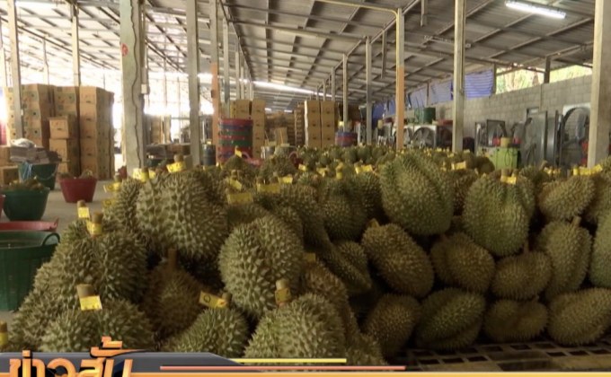 ไทยจับตาจีนปลูกทุเรียนเองสำเร็จ