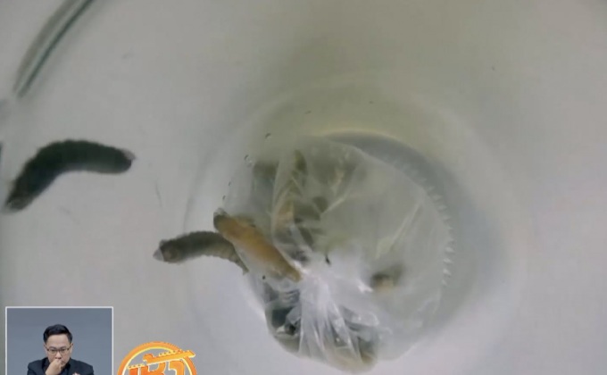 หนอนผีเสื้อกินพลาสติกอาจช่วยลดปัญหาขยะล้นโลก