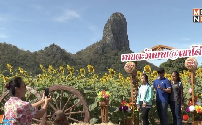 เที่ยวทุ่งทานตะวัน จ.ลพบุรี