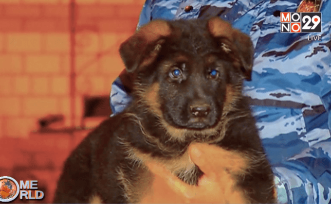 รัสเซียส่งลูกสุนัขให้ฝรั่งเศส