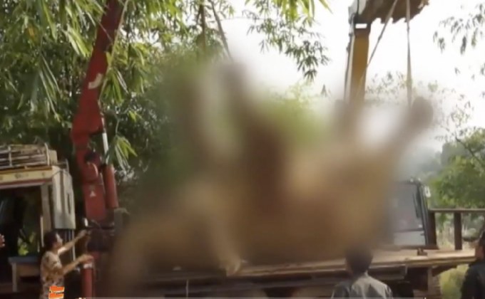 ช้างป่าถูกกระแสไฟฟ้าช็อตตาย จ.ชลบุรี