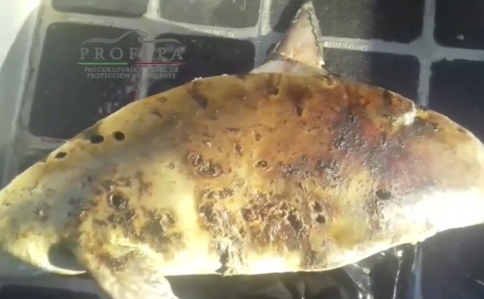 นักวิจัยเตือนสัตว์โลกจะสูญพันธุ์ครั้งใหญ่