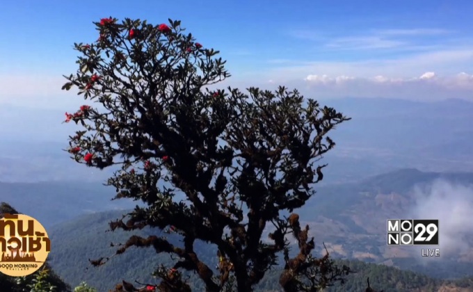 กุหลาบพันปี บานสะพรั่งที่กิ่วแม่ปาน