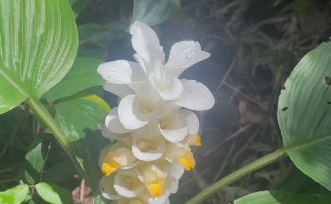 พิจิตรปลูกป่าเฉลิมพระเกียรติ-ชมดอกกระเจียวยักษ์บานปีละครั้ง