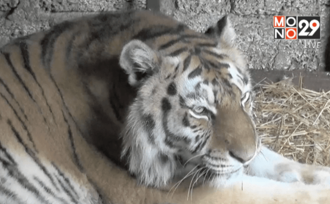 สวนสัตว์ในสหรัฐฯ ให้ปลาแช่แข็งหมีขาว