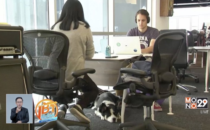 บริษัทในสหรัฐอนุญาตให้นำสุนัขมาที่ทำงานได้