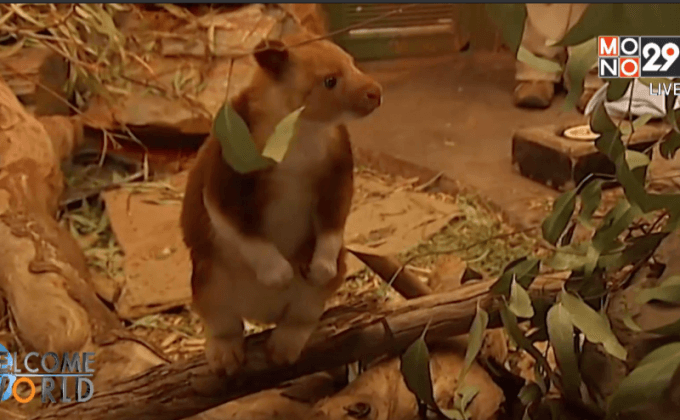 อุ้มบุญลูกจิงโจ้กำพร้า