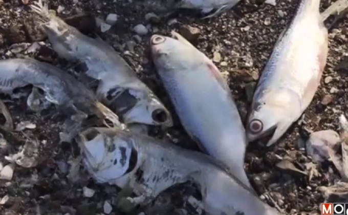 ปลาตายหลายพันตัวในคอสตาริกา