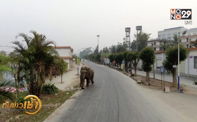 ช้างป่าหลงโขลงหลุดเข้าไปยังชุมชนในจีน