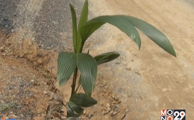 ชาวบ้านปลูกมะพร้าวกลางถนนประท้วงภาครัฐ