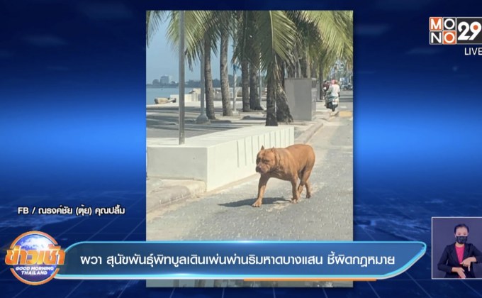 ผวา สุนัขพันธุ์พิทบูลเดินเพ่นพ่านริมหาดบางแสน ชี้ผิดกฎหมาย