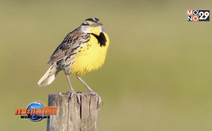 ประชากรนกในทวีปอเมริกาเหนือลดลงขั้นวิกฤต