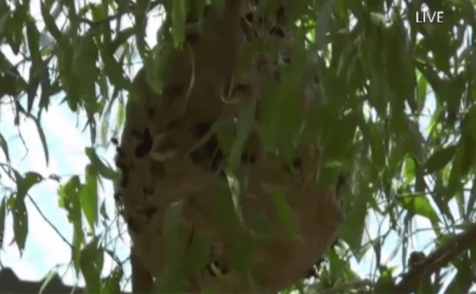 ต่อหัวเสือรุมต่อยในบ้านพักเสียชีวิต 1 คน