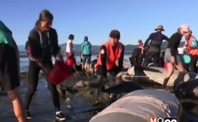 เร่งช่วยเหลือวาฬเกยตื้นในนิวซีแลนด์