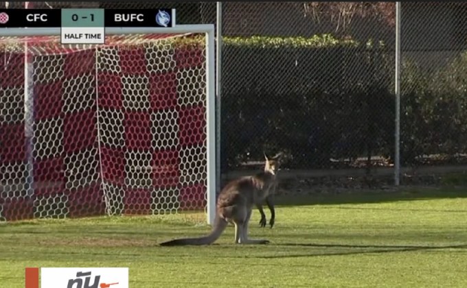 จิงโจ้ป่วนสนามฟุตบอลในออสเตรเลีย