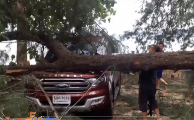 ต้นสนทะเลล้มทับรถนักท่องเที่ยวบาดเจ็บ