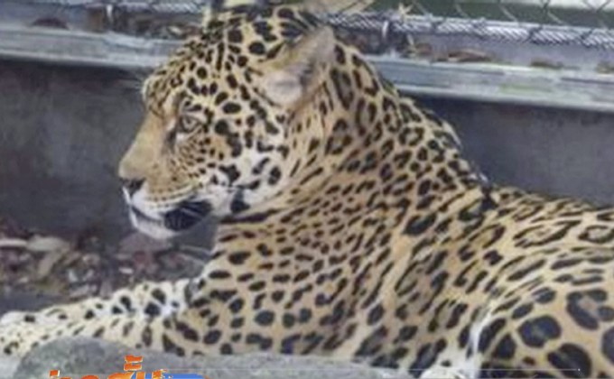 เสือจากัวร์หลุดจากกรงในสวนสัตว์สหรัฐฯ