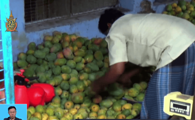 ยึดมะม่วงปนเปื้อน 5 ตันในอินเดีย