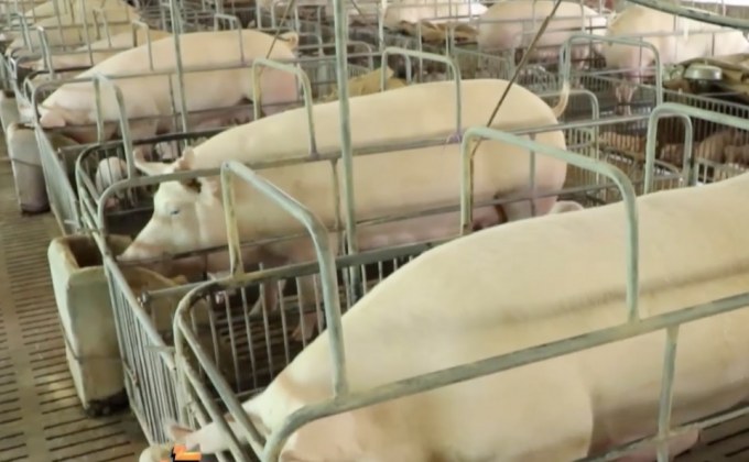 หวั่นอหิวาต์หมูระบาด คุมเข้มฟาร์มหมู จ.ราชบุรี