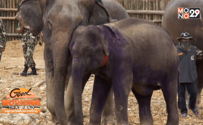 การจัดการปัญหาช้างกับคน